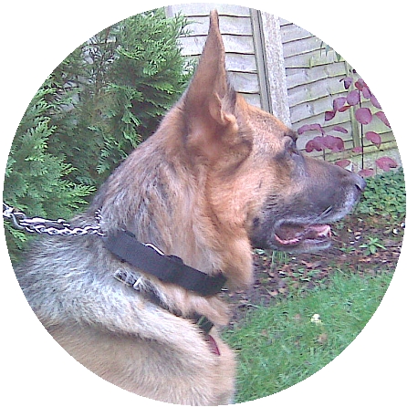 nylon covered prong collar