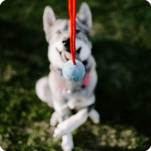 Herm Sprenger Rubber Balls and Retrieval Decoys