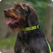 Sprenger Nylon Dog Collars